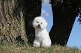 BICHON FRISE 030